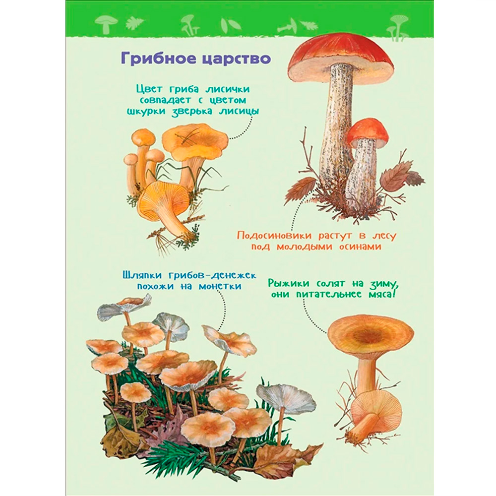Книга 978-5-353-09061-8 В лесу.Энциклопедия для детского сада Книга 978-5-353-09061-8 В лесу.Энциклопедия для детского сада