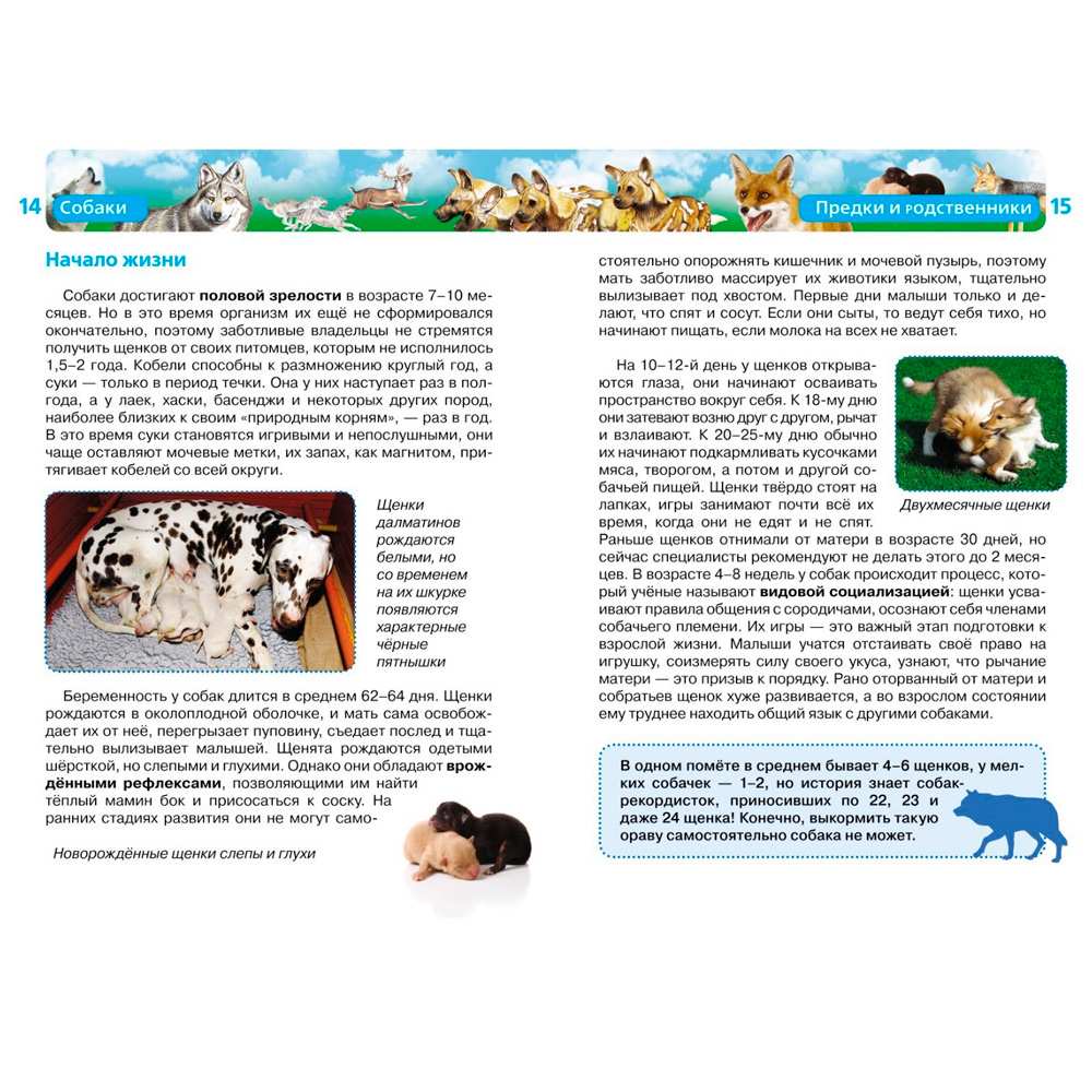 Книга 978-5-353-05958-5 Собаки (ДЭР) Книга 978-5-353-05958-5 Собаки (ДЭР)