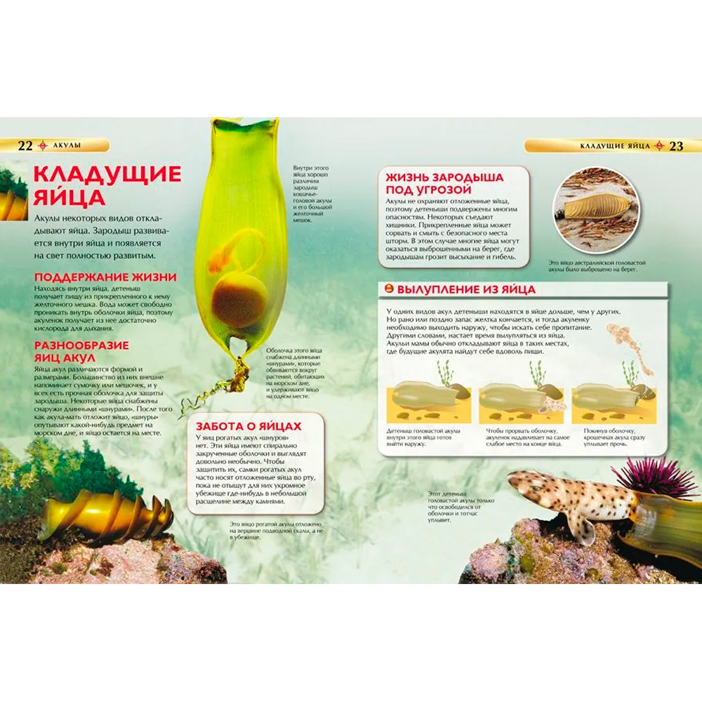 Книга 978-5-353-05752-9 Акулы.Детская энциклопедия. Книга 978-5-353-05752-9 Акулы.Детская энциклопедия.