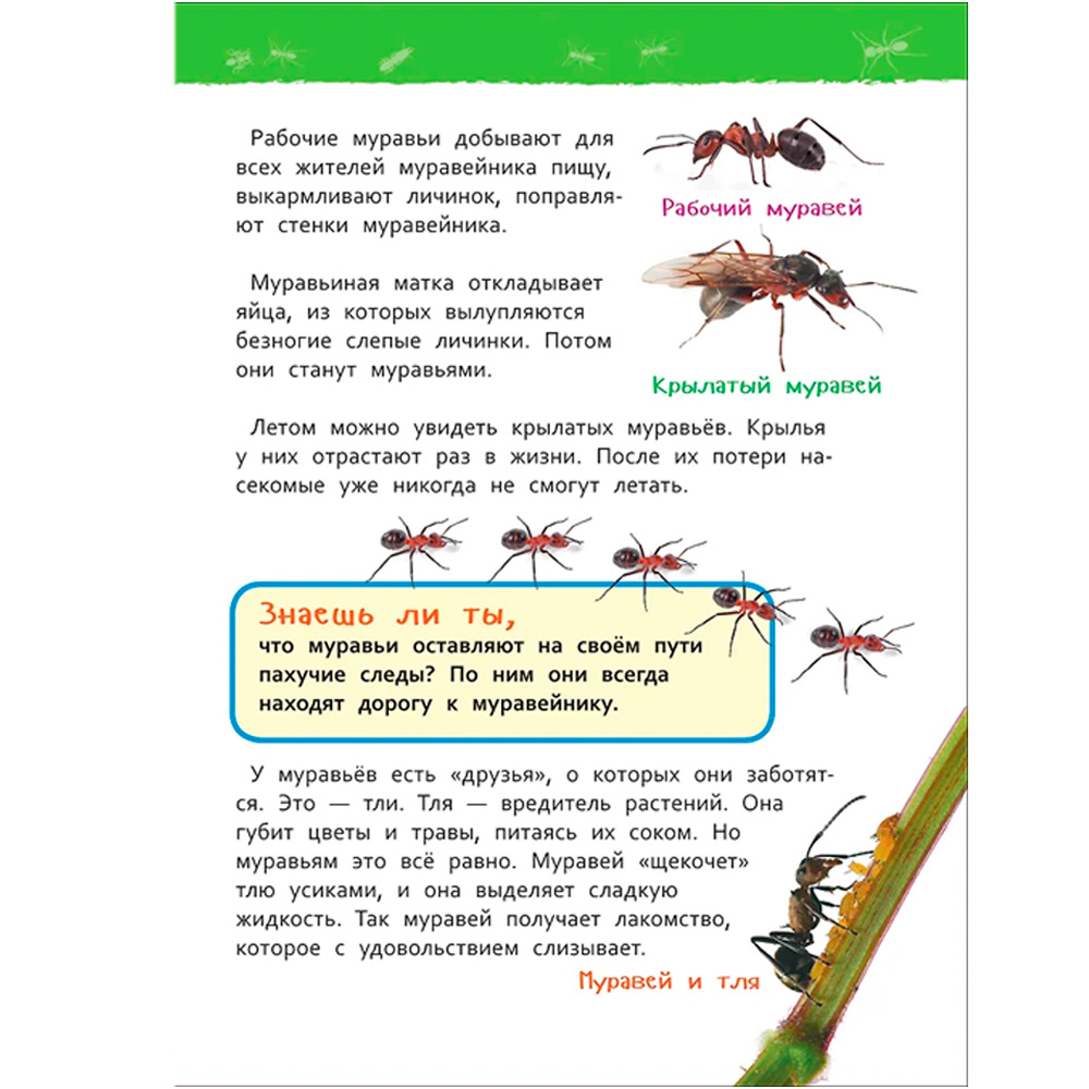 Книга 978-5-353-09061-8 В лесу.Энциклопедия для детского сада Книга 978-5-353-09061-8 В лесу.Энциклопедия для детского сада