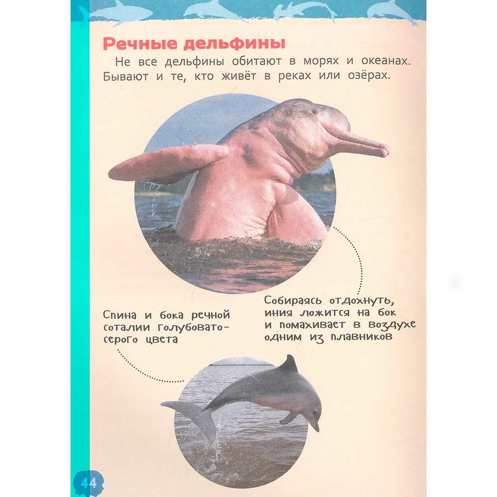 Книга 978-5-353-10284-7 Акулы, киты и дельфины Энциклопедия для детского сада Книга 978-5-353-10284-7 Акулы, киты и дельфины Энциклопедия для детского сада