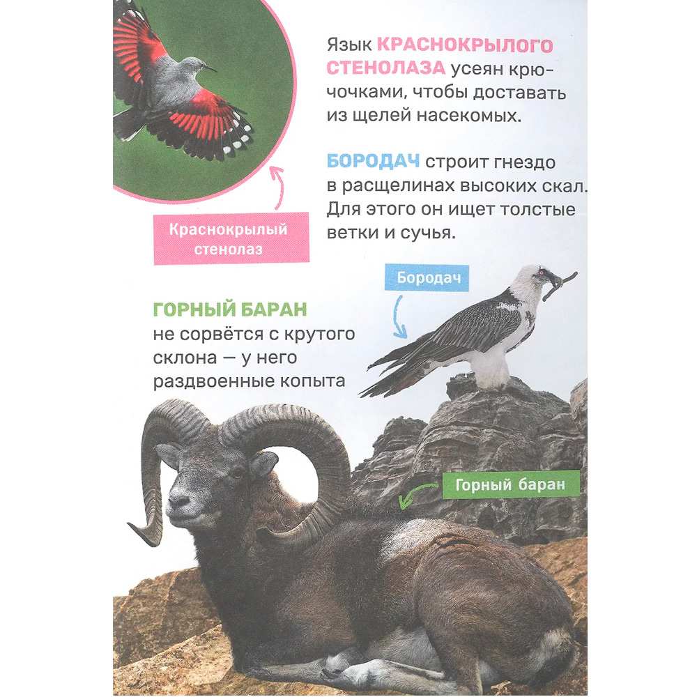 Книга 978-5-353-10380-6 Животные. Первая энциклопедия малыша Книга 978-5-353-10380-6 Животные. Первая энциклопедия малыша