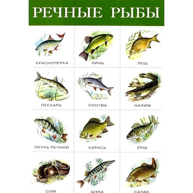 Плакат Речные рыбы 2165.