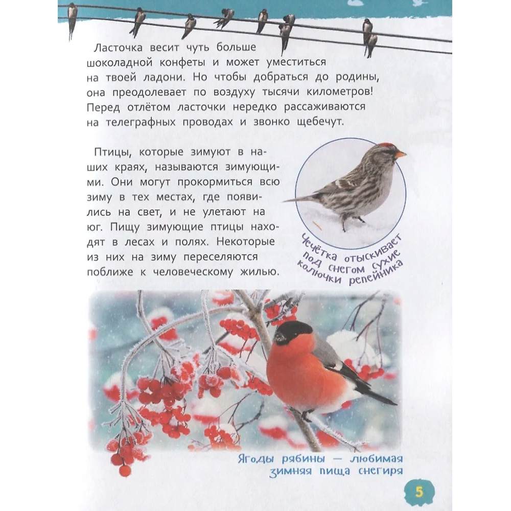 Книга 978-5-353-09340-4 Птицы.Энциклопедия для детского сада Книга 978-5-353-09340-4 Птицы.Энциклопедия для детского сада
