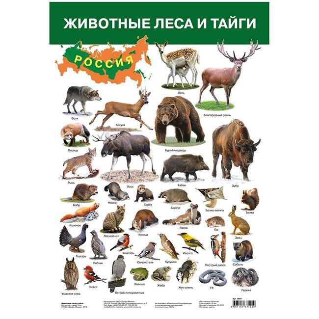 Плакат Животные России-2 Красная книга 2987.