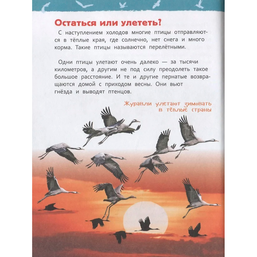 Книга 978-5-353-09340-4 Птицы.Энциклопедия для детского сада Книга 978-5-353-09340-4 Птицы.Энциклопедия для детского сада
